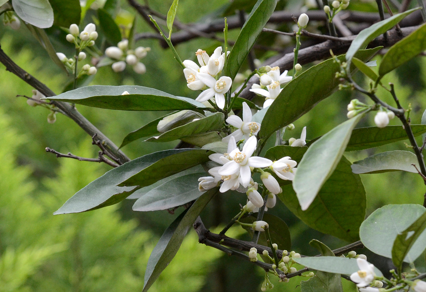 Sicilian Sour Orange Seed