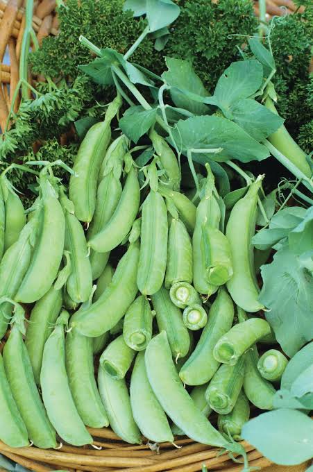 Sugar Ann Organic Snap Pea