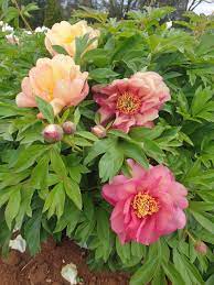 Paeonia Itoh Magical Mystery Tour