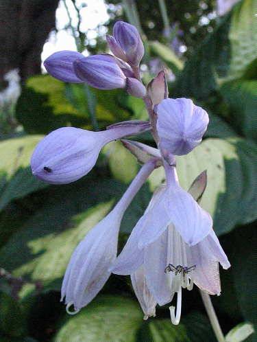 Enterprise Hosta Plants online shopping