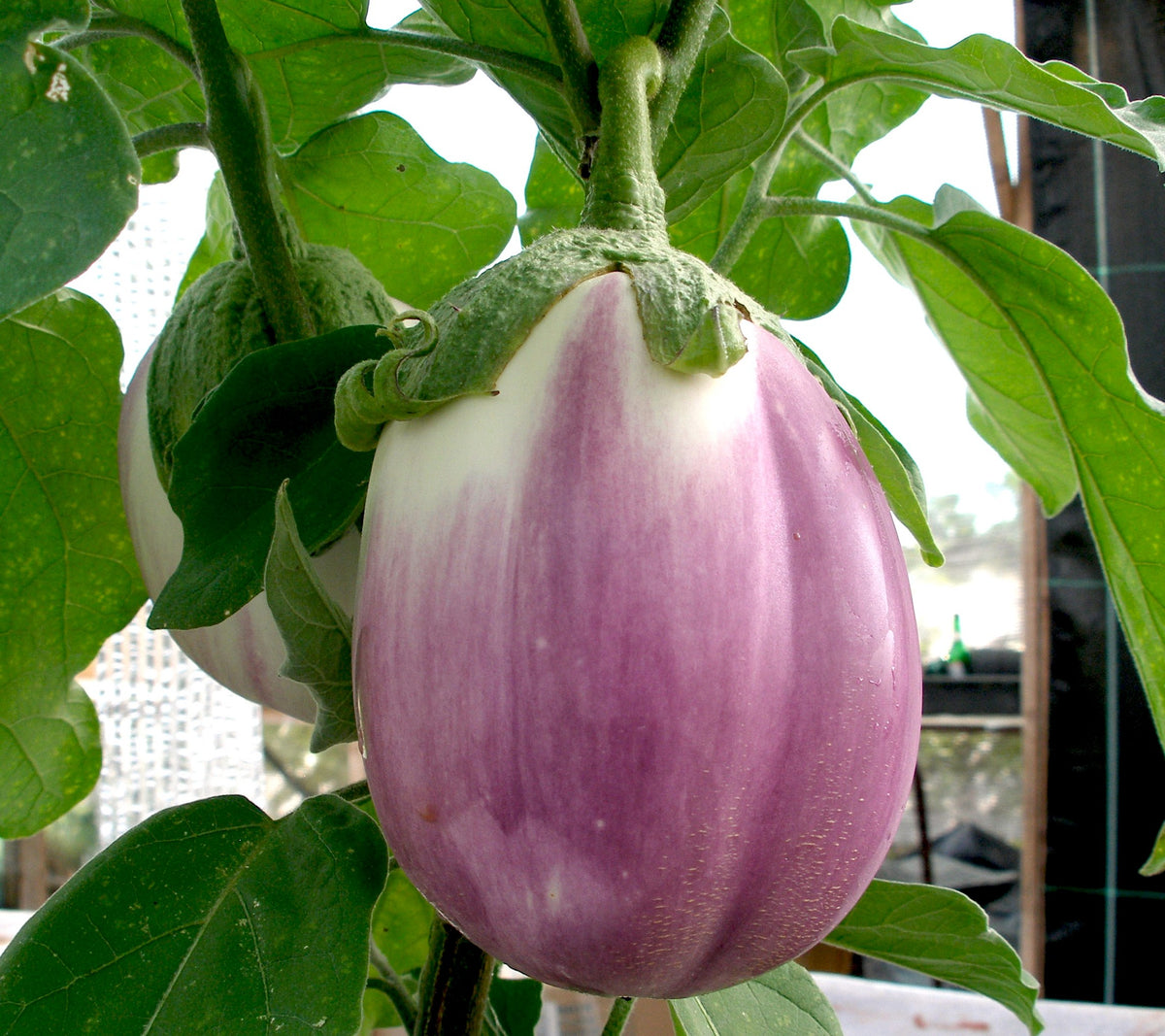 Rosa Bianca Aubergine