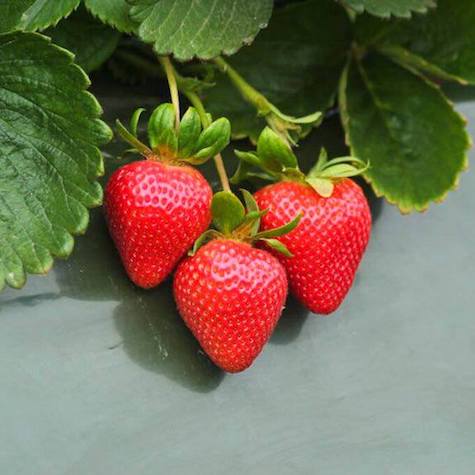 Sierra Short Day Strawberry