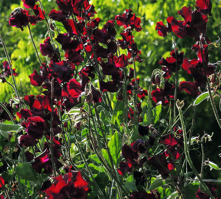 Mahogany Sweet Pea seeds online shopping