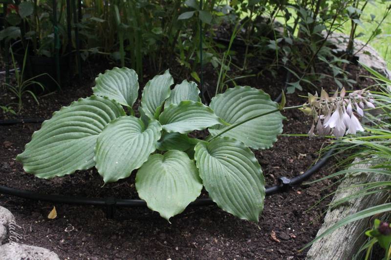 Earthquake Hosta Plants online shopping