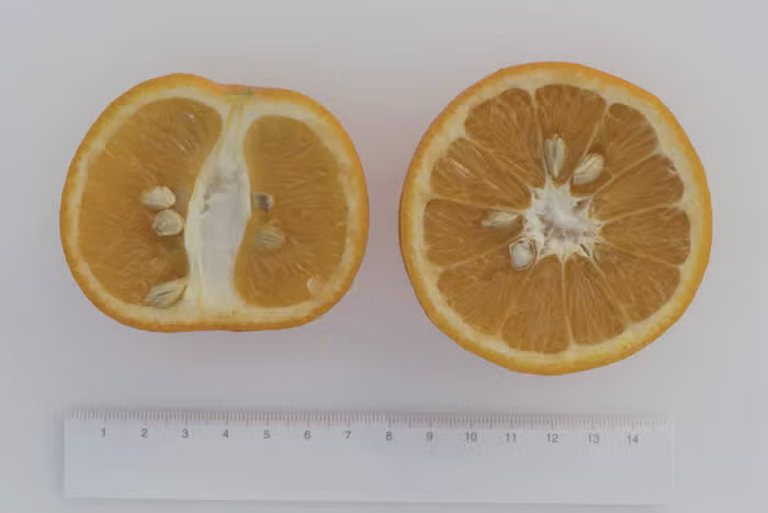 Bouquet de Fleurs Sour Orange Budwood citrus plant material online shopping