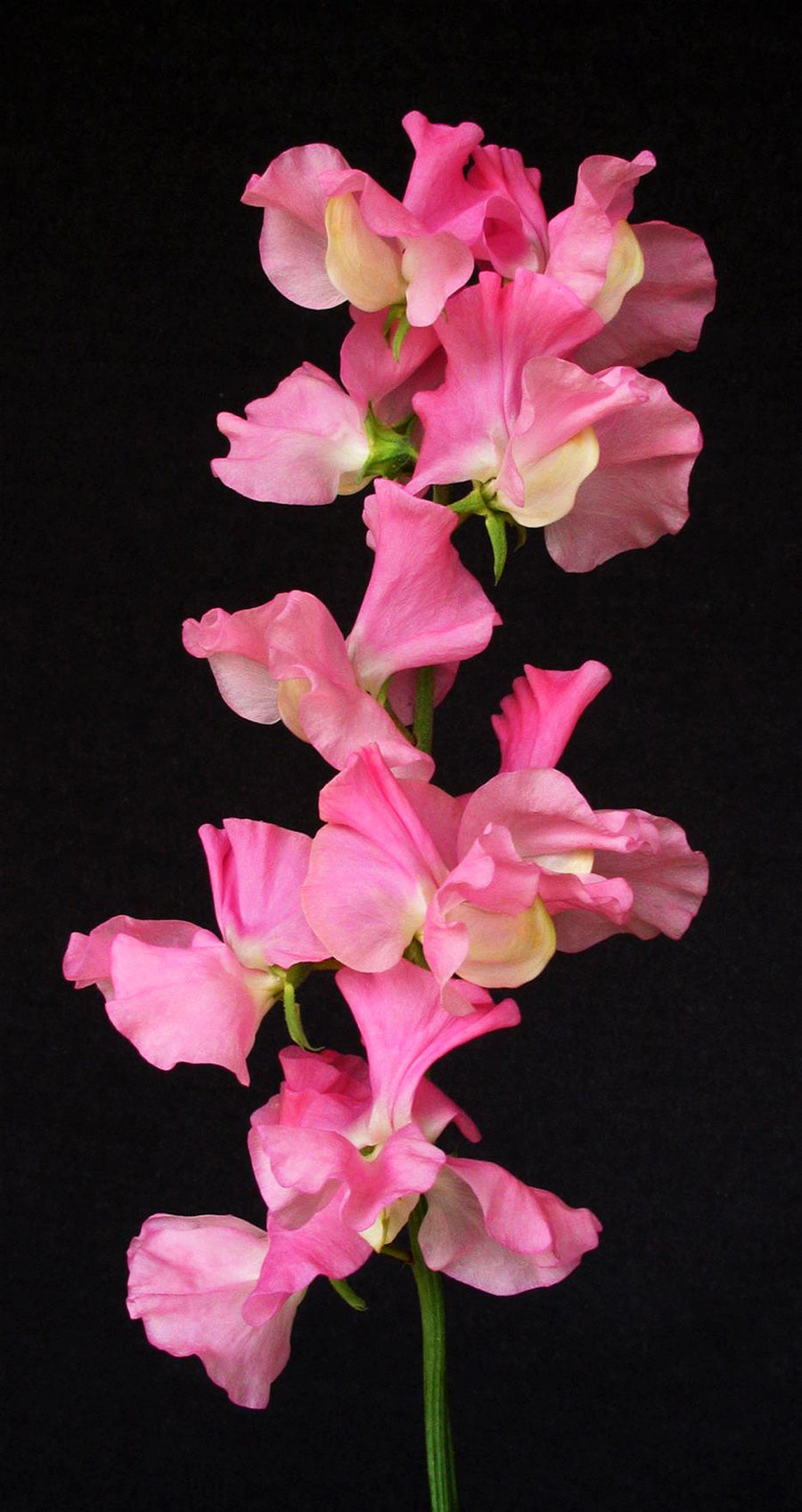 Pink Nines Sweet Pea seeds online shopping