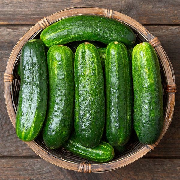 Marketmore 76 Organic Cucumber