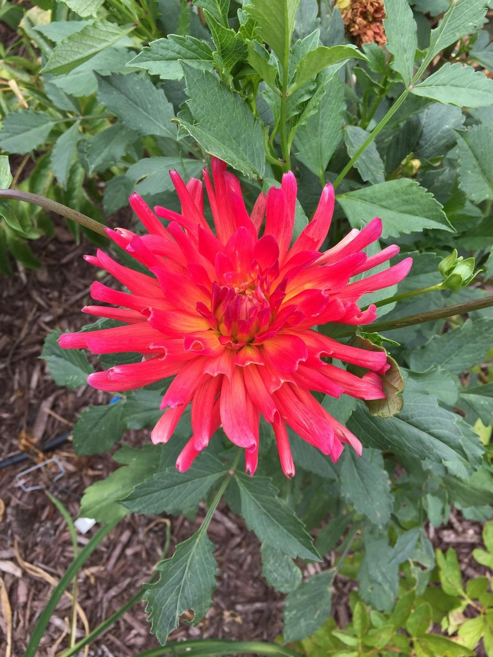 Dragonberry Dahlia Plants online shopping