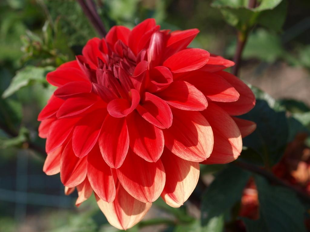 Patricia Ann’s Sunset Dahlia