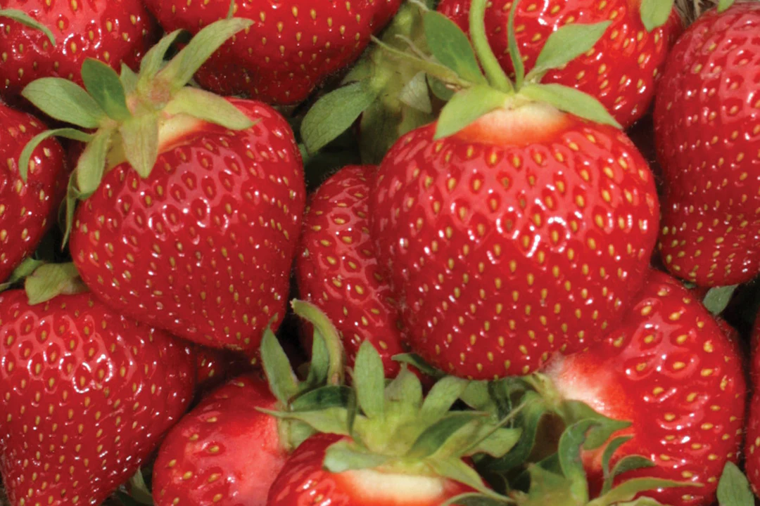 AAC-Lila Early Season Strawberry