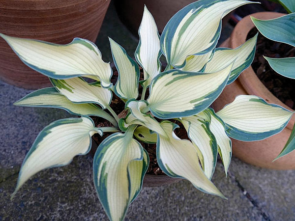 Teacher’s Pride Hosta Plants online shopping