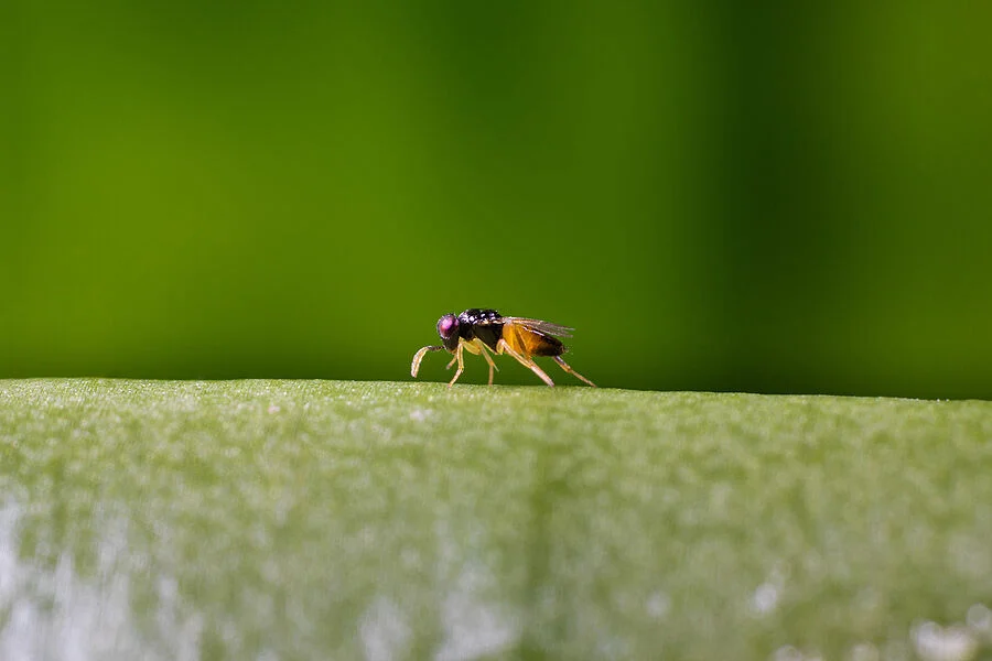Aphilin Parasitic Wasp