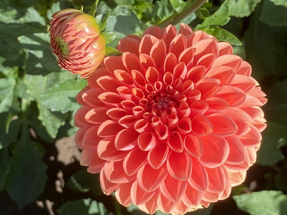 Maarn Dahlia