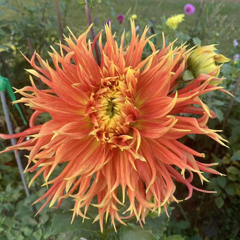 Show N Tell Dahlia