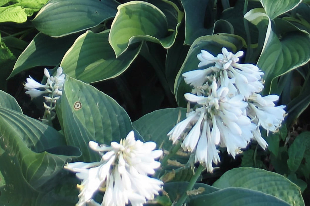 Osprey Hosta Plants online shopping