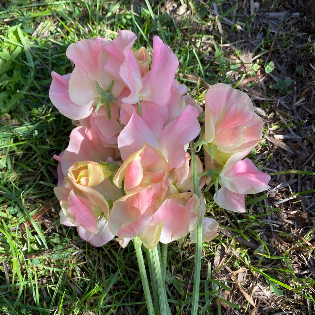 Bobby's Girl Sweet Pea seeds online shopping