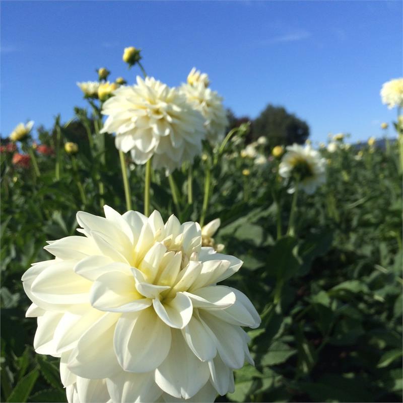 Marshmallow Dahlia