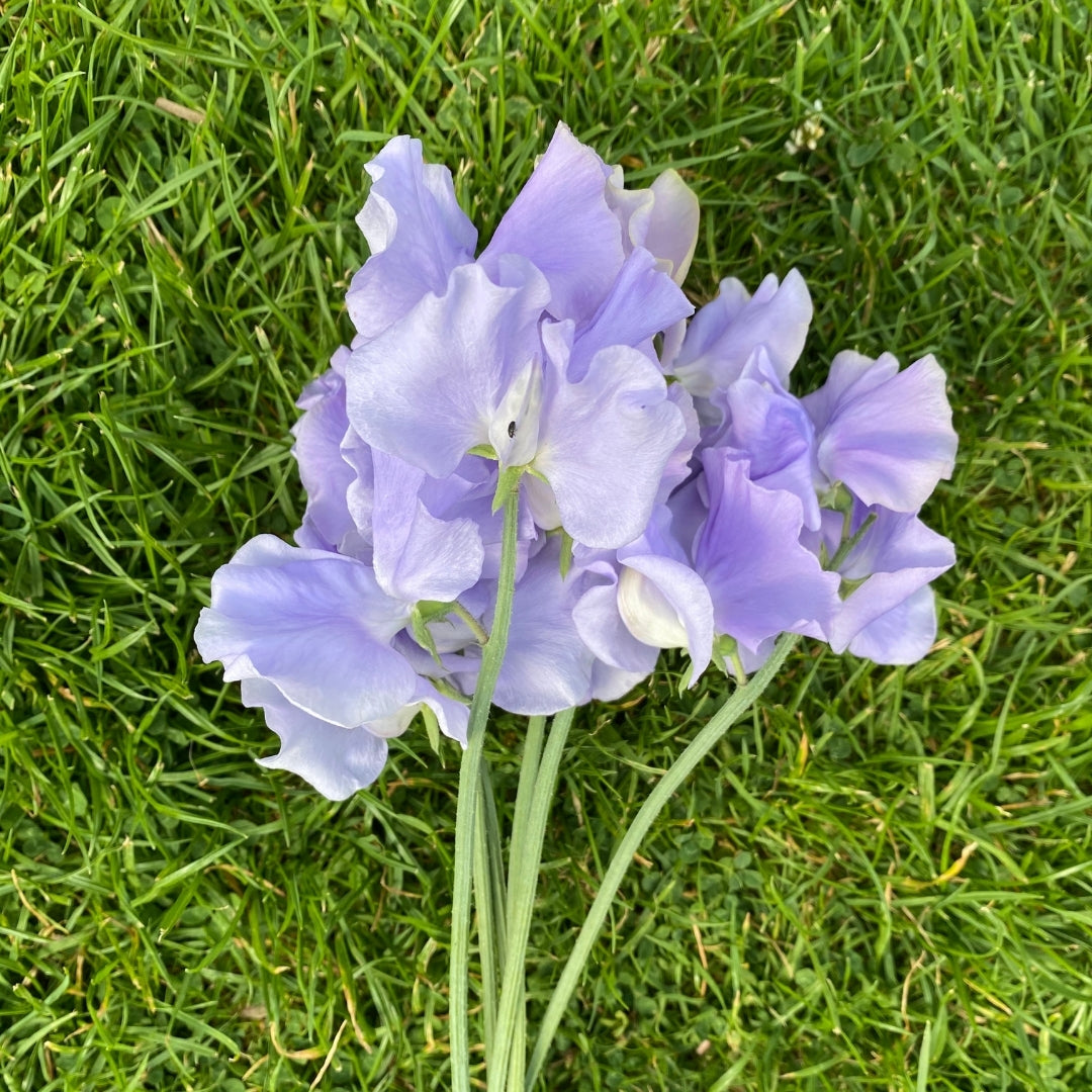 Chris Harrod Sweet Pea