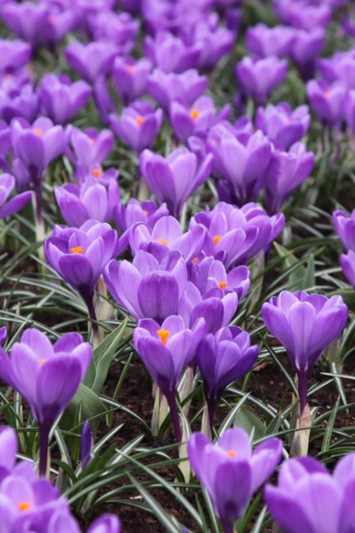 Aqua Crocus Corms