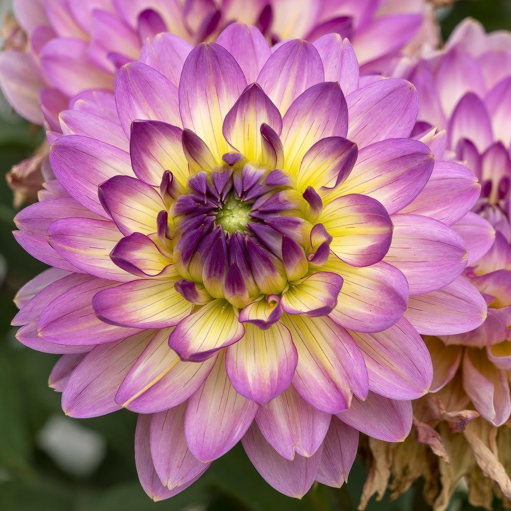 China Doll Dahlia