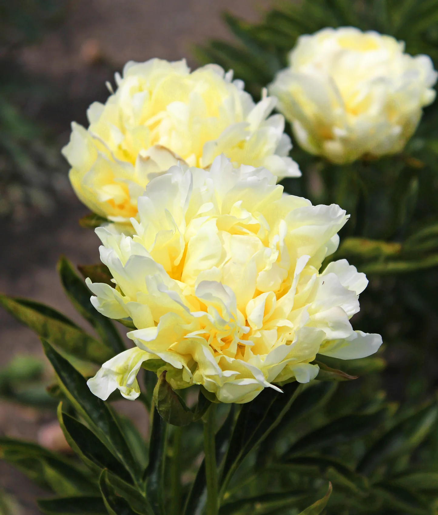 Paeonia Lactiflora Gold Mine