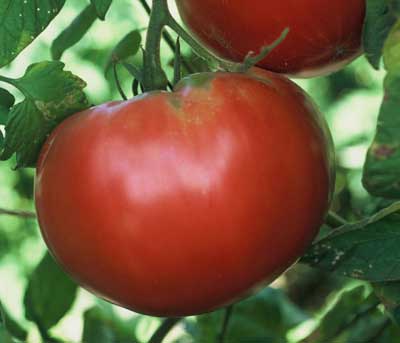 Pruden's Purple Organic Tomato
