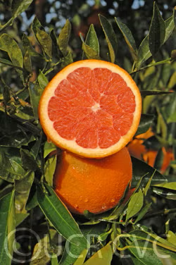 Cara Cara Pigmented Navel Orange Budwood citrus plant material online shopping