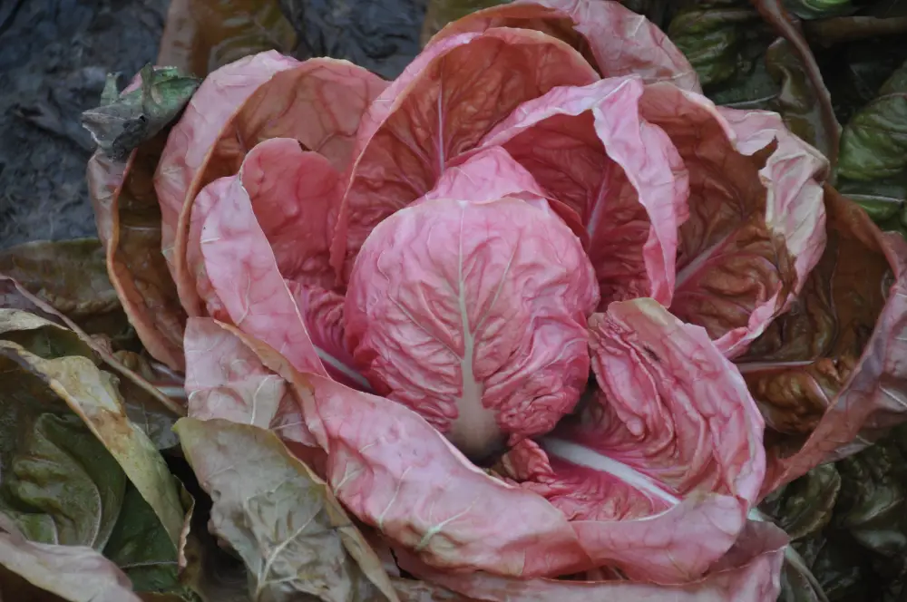 Monterosa Chicory