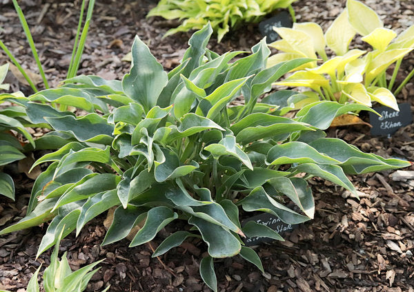 Twinkle Little Star Hosta Plants online shopping