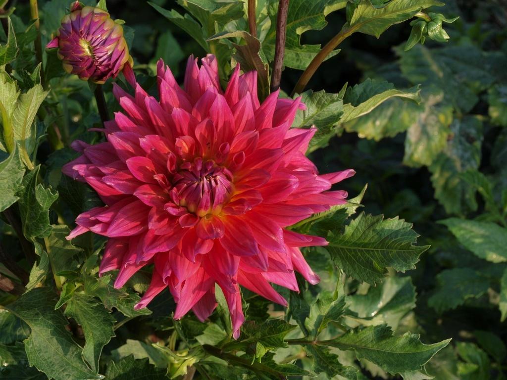 Fire Magic Dahlia