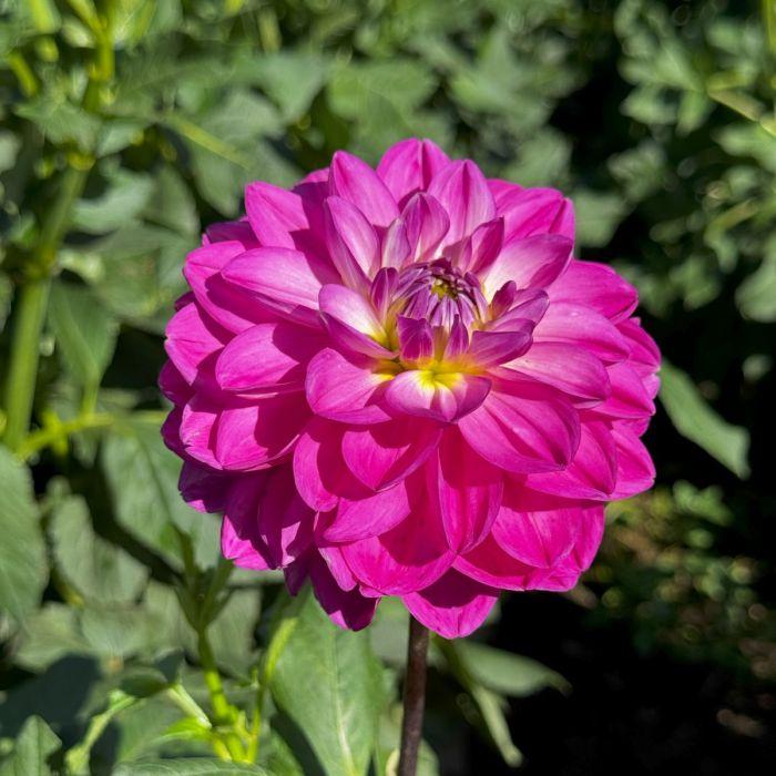 Hot To Go Dahlia