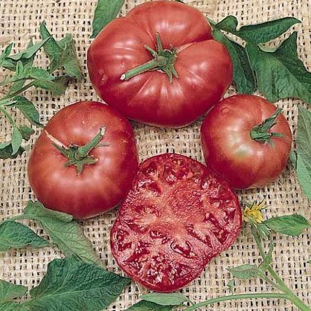 Pink Brandywine Organic Tomato