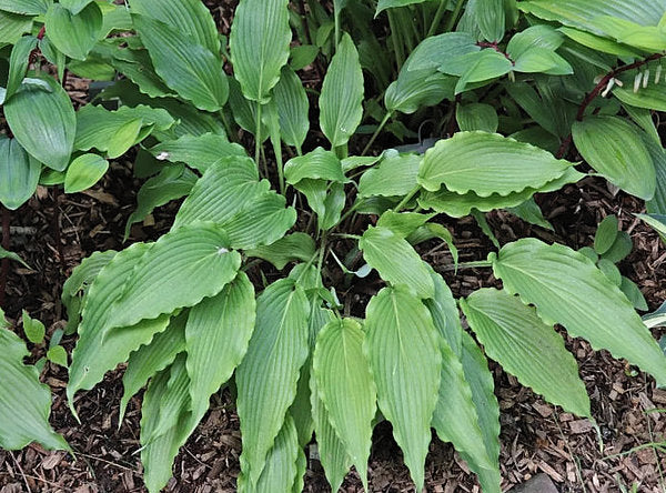 Wave Motion Hosta Plants online shopping