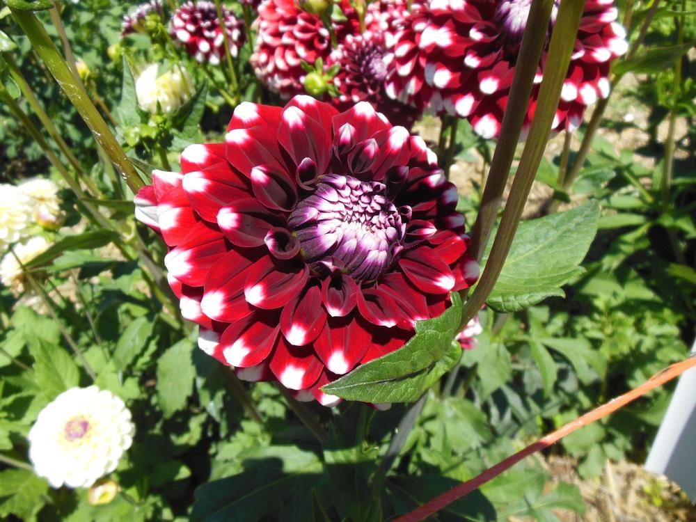 Checkers Dahlia