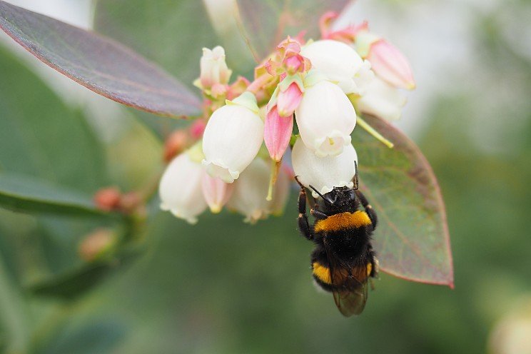 Natupol Trio Bumblebee Open Field Natural Pollinator