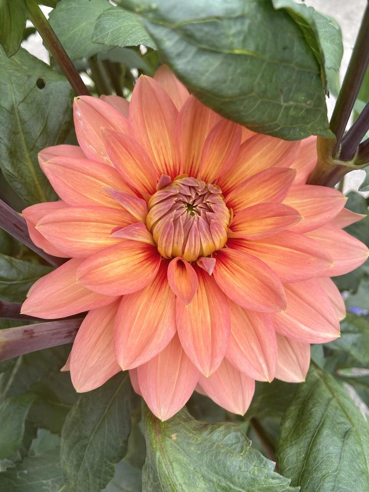Nicholas Dahlia Plants online shopping
