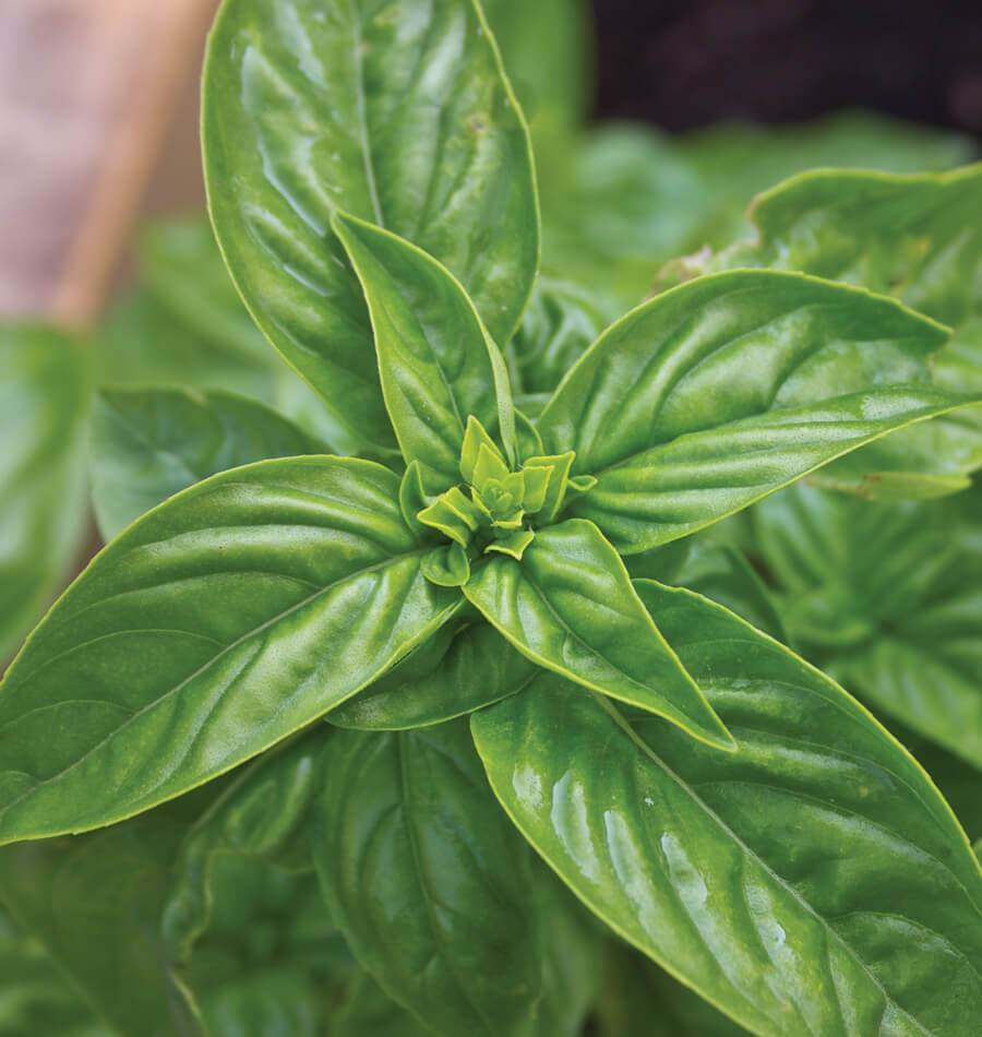 Sweet Basil seeds online shopping