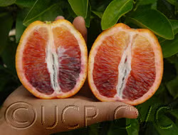 Smith Red Blood Orange Plant citrus plant material online shopping