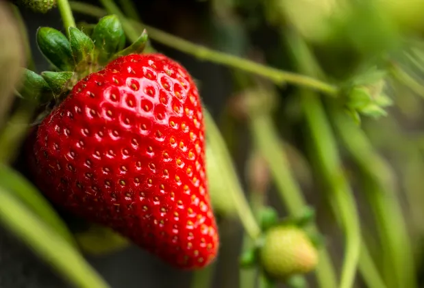 Warrior Short Day Strawberry