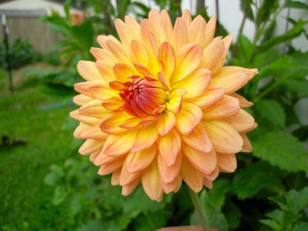 Gabrielle Marie Dahlia