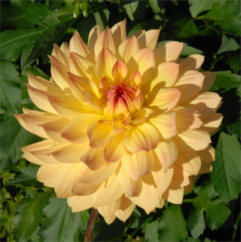 Linna Dahlia