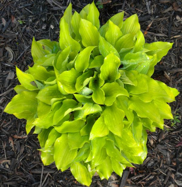 Jiminy Cricket Hosta Plants online shopping