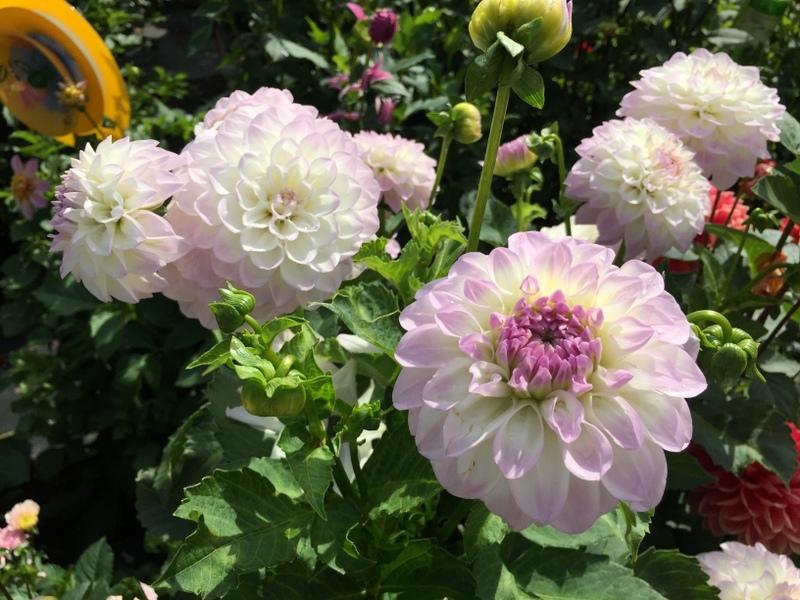 Midnight Moon Dahlia