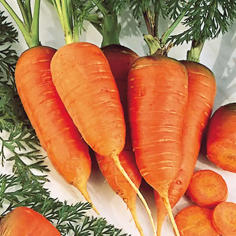 Scarlet Nantes Carrot