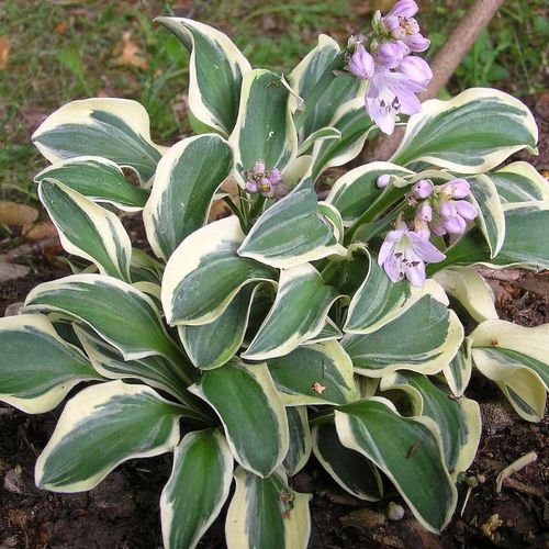Funky Mouse Hosta
