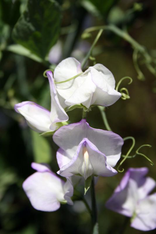 Albutt Blue Sweet Pea seeds online shopping