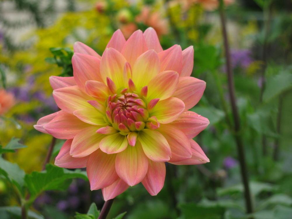 October Sky Dahlia