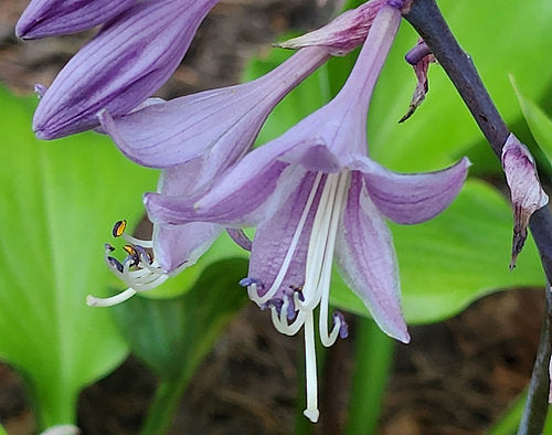 Hanjas Red Edge Hosta Plants online shopping