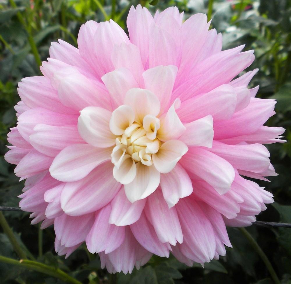 Chilson’s Pride Dahlia