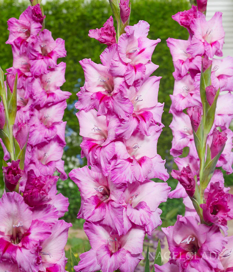 Xperience Gladiolus Corms Plants online shopping
